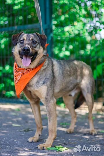 Верный Лукас мечтает о доме