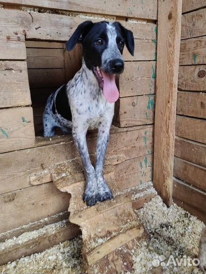 Щенок из приюта