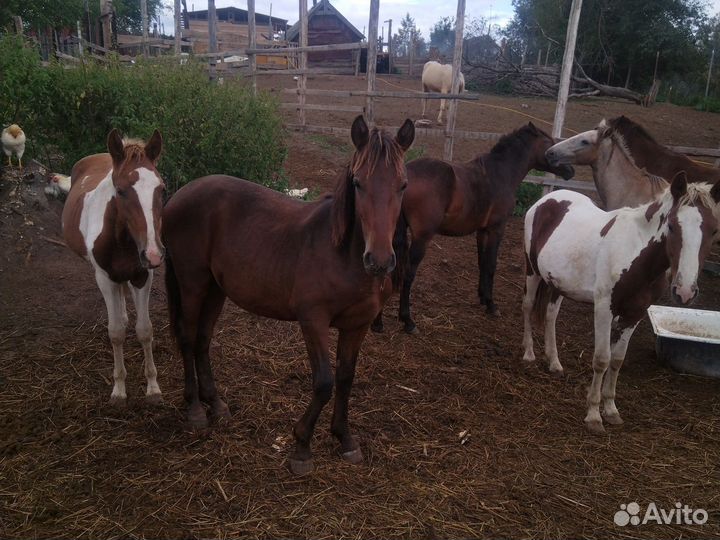 Лошади1,5года