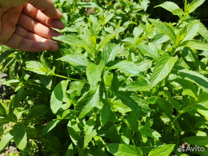 Мята душистая