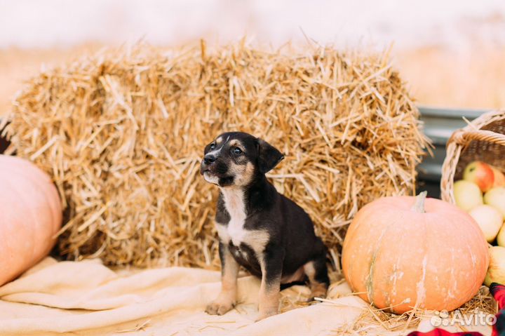 Щенки в дар