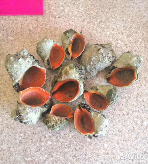 Ракушки, рапаны пустые