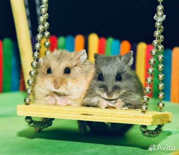 Клетки и хомяки