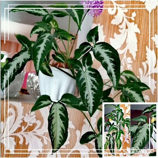 Сингониум орм нак шоколад, сингониумы разных сор-в