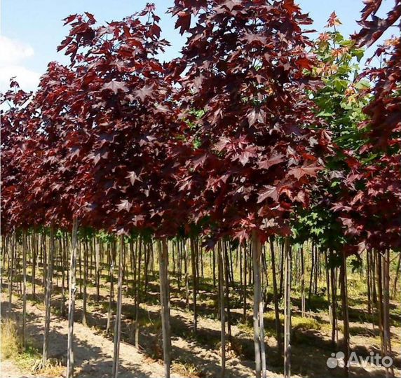 Клен Ред Роял