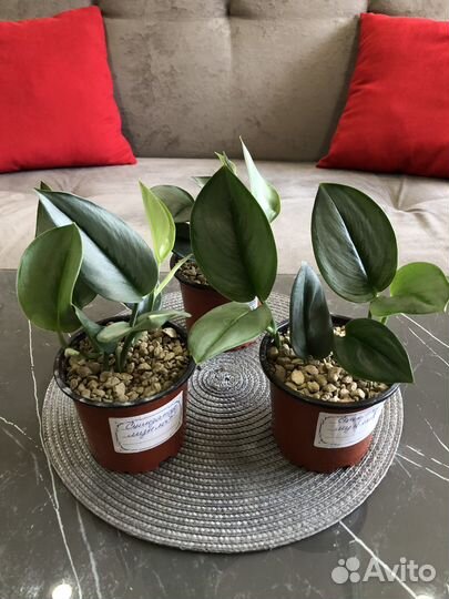 Сциндапсус Мунлайт