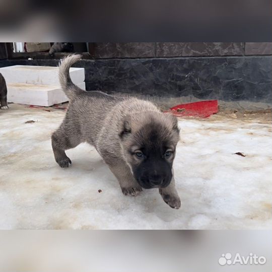Настоящий Аборигенный Гампр-Щенки Эксклюзив