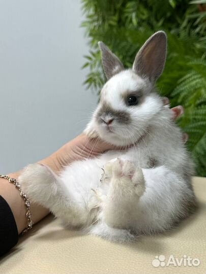 Кролик декоративный. Карликовый кролик от Питомник