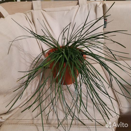 Зефирантес белый