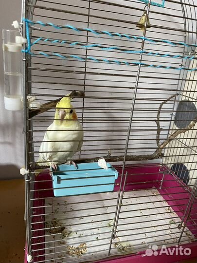 Птенцы Кореллы