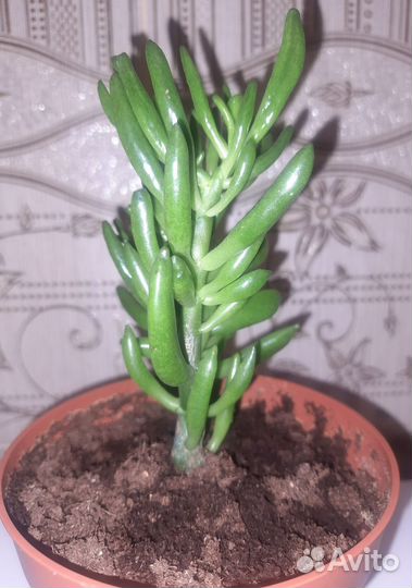 Крассула хоббит