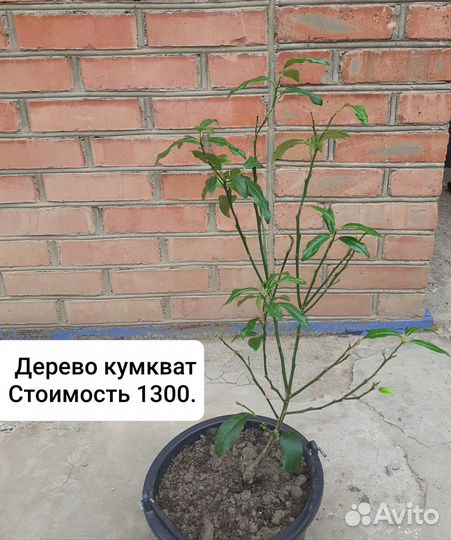 Кумкват дерево