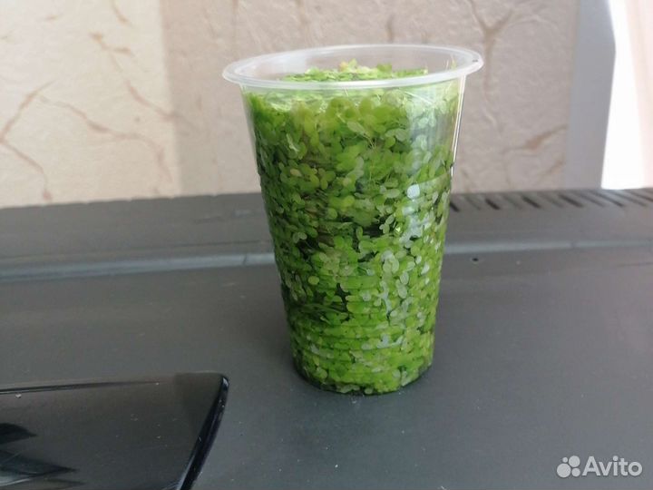 Растения набором. Улитки. Рыбки