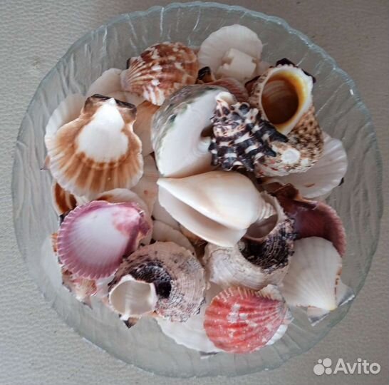 Морские ракушки раковины