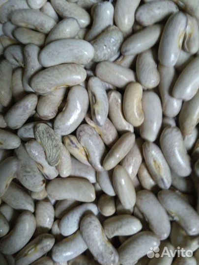 Бобы. фасоль