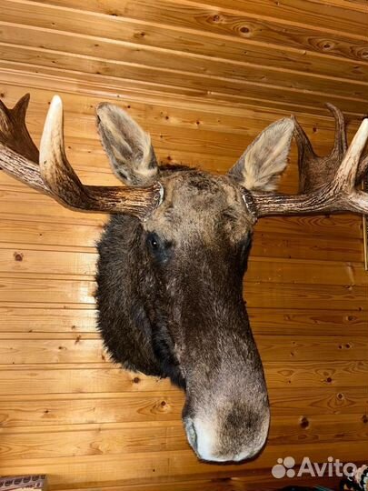 Чучело головы лося