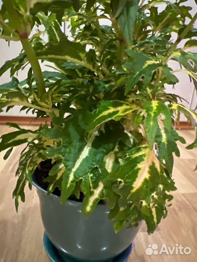 Домашние цветы растения Колеус сортовой