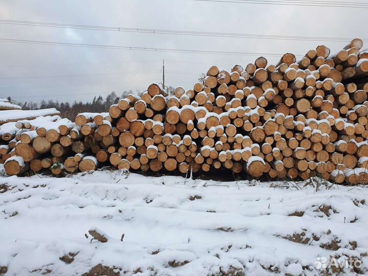 Лес кругляк Хвоя