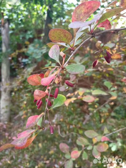 Саженцы барбариса