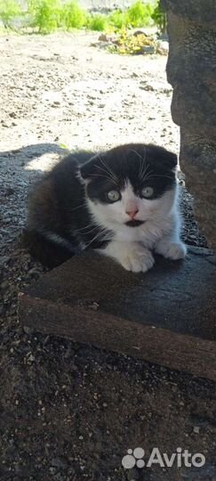 Отдадим котят