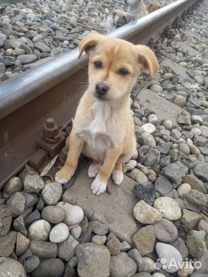Девочка молочного окраса 3,5 месяца