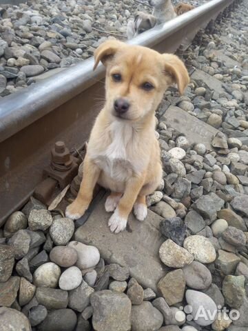 Девочка молочного окраса 3,5 месяца