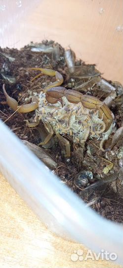 Скорпион hottentotta hottentotta