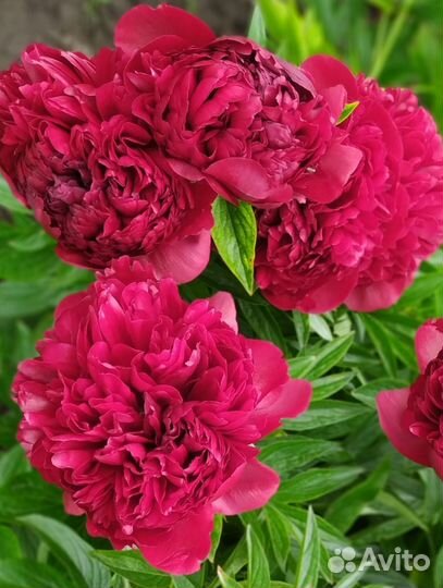 Пионы саженцы, ирисы, гибискусы