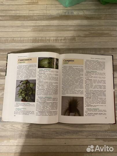 Энциклопедия Комнатные растения