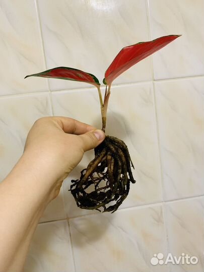 Аглаонема Суксом мутант,Ред Элефант