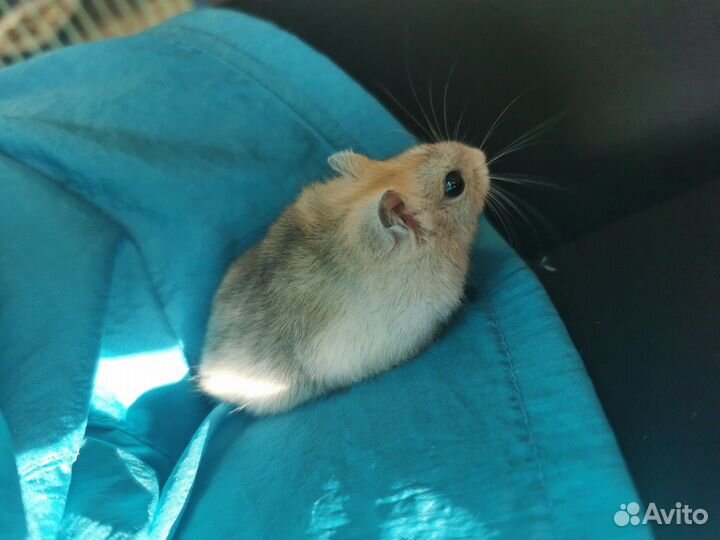 Отдам хомяка