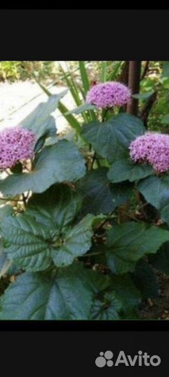 Клеродендрум бунге