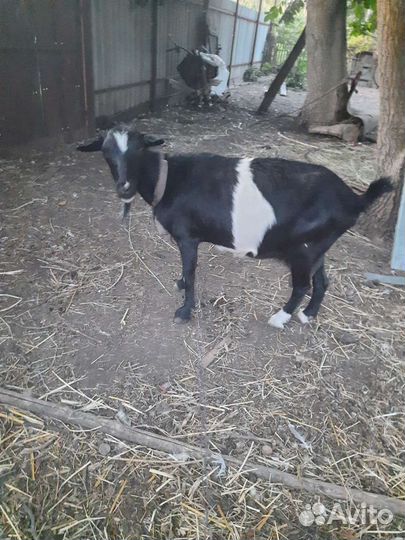 Коза дойная