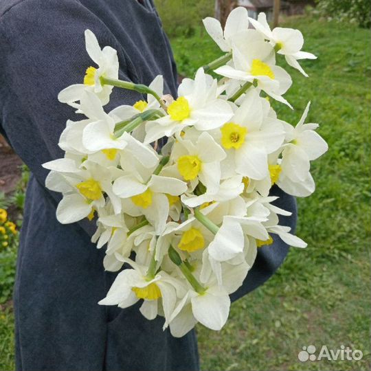 Тюльпаны и нарциссы. Срезка