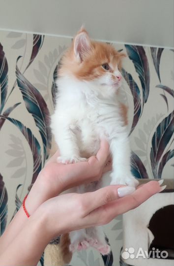 Мальчик Мейн кун классика