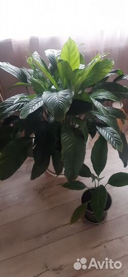 Гиганский Спацифиллум