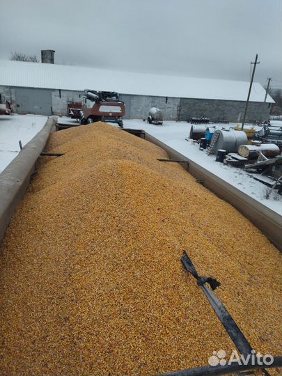 Продаю кукурузу