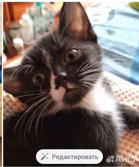 Котята ищут дом