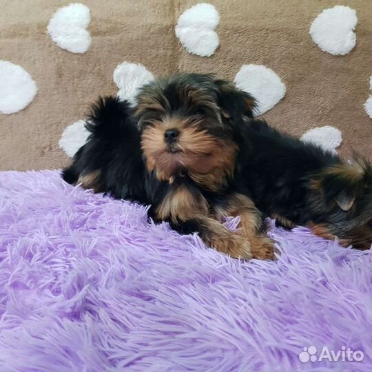 Йоркширский терьер щенки