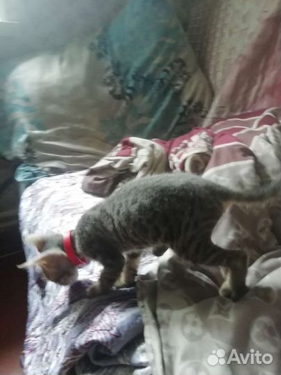 Котенок сфинкс