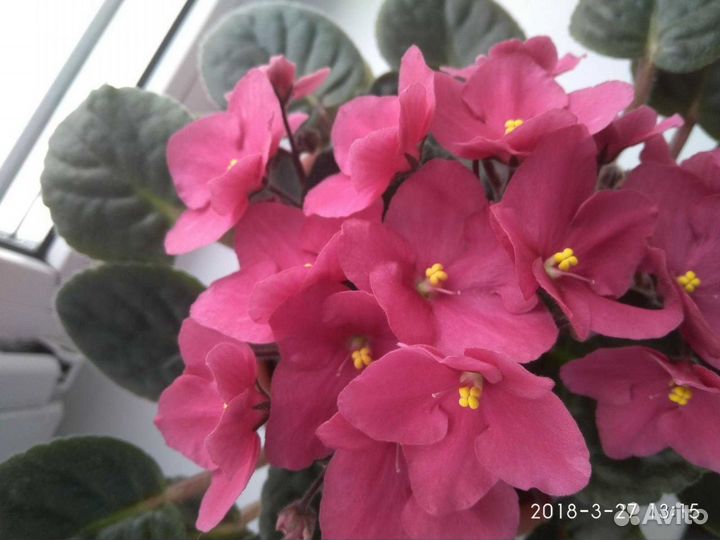 Фиалки, цветы