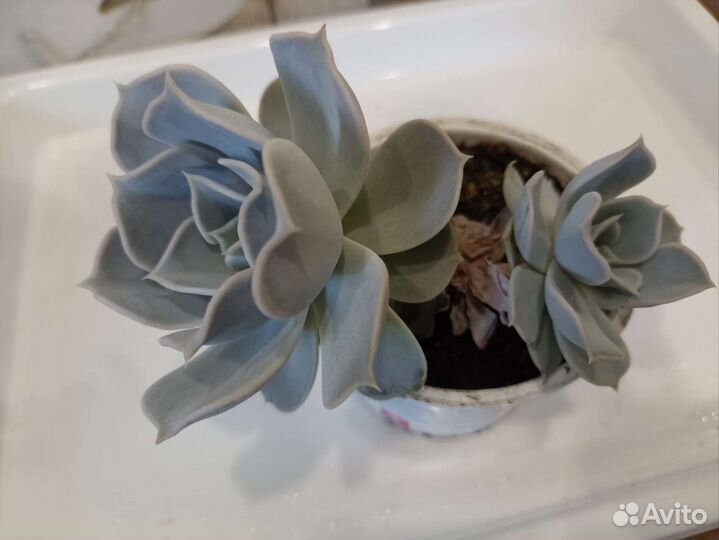 Суккуленты эхеверия