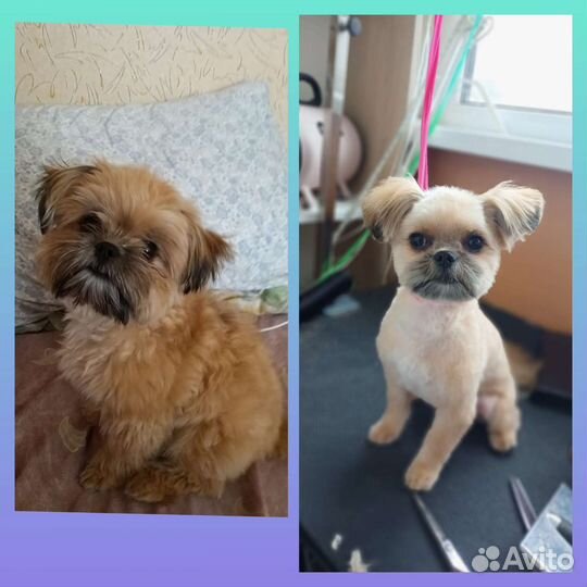 Стрижка собак и кошек.Удаление зубного камня