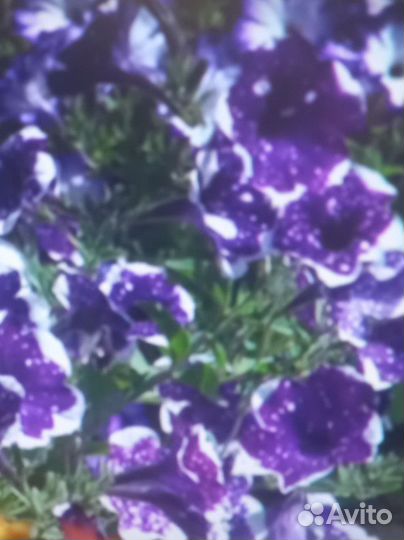 Продаю черенки