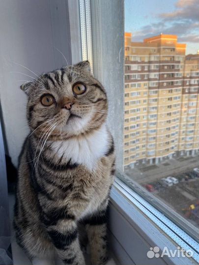 Шотландский кот вязка
