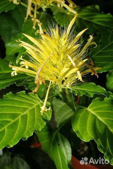 Шауэрия. Якобиния жёлтая