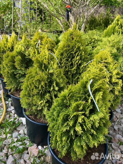 Туя Голден Смарагд