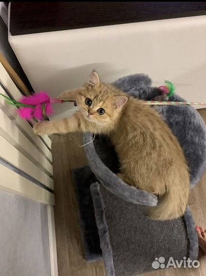 Британский котенок золотая шиншилла