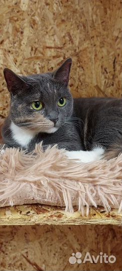 Кошечка Кэри