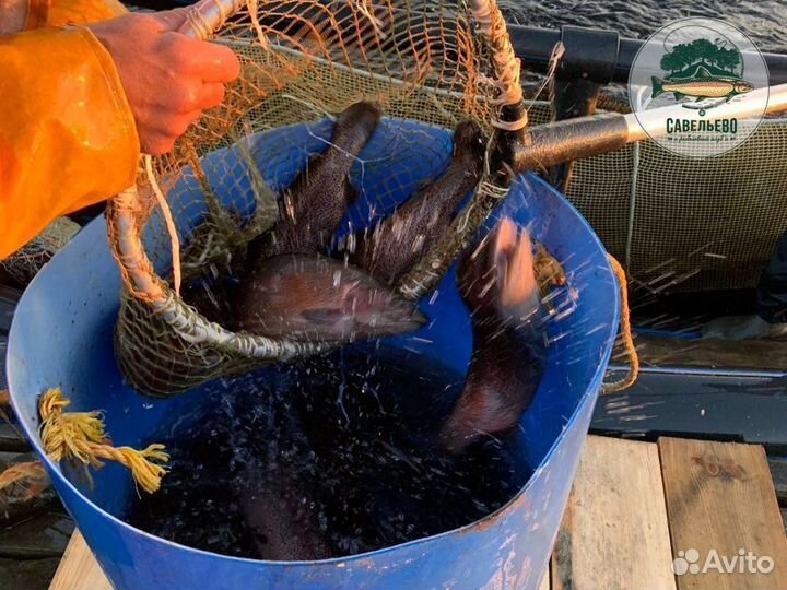 Свежая красная рыба, Форель охлажденная / Оптом